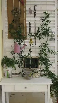 Apartament Dubravka Makarska